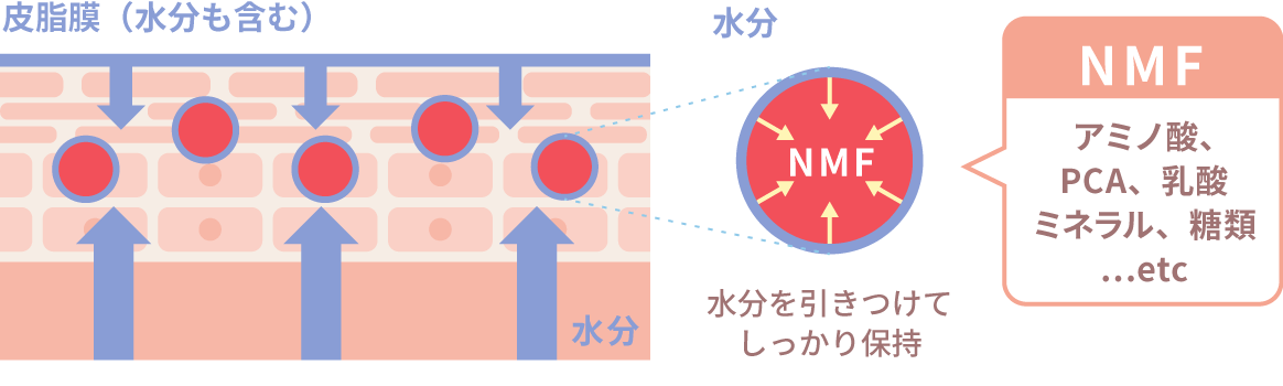 図:天然保湿因子(NMF)